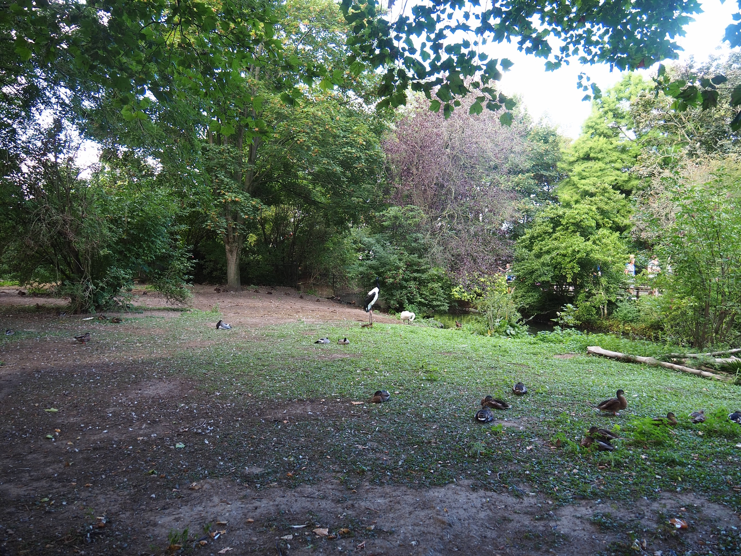 Saddle-billed stork and Bewick's swan exhibit, 2022-08-28