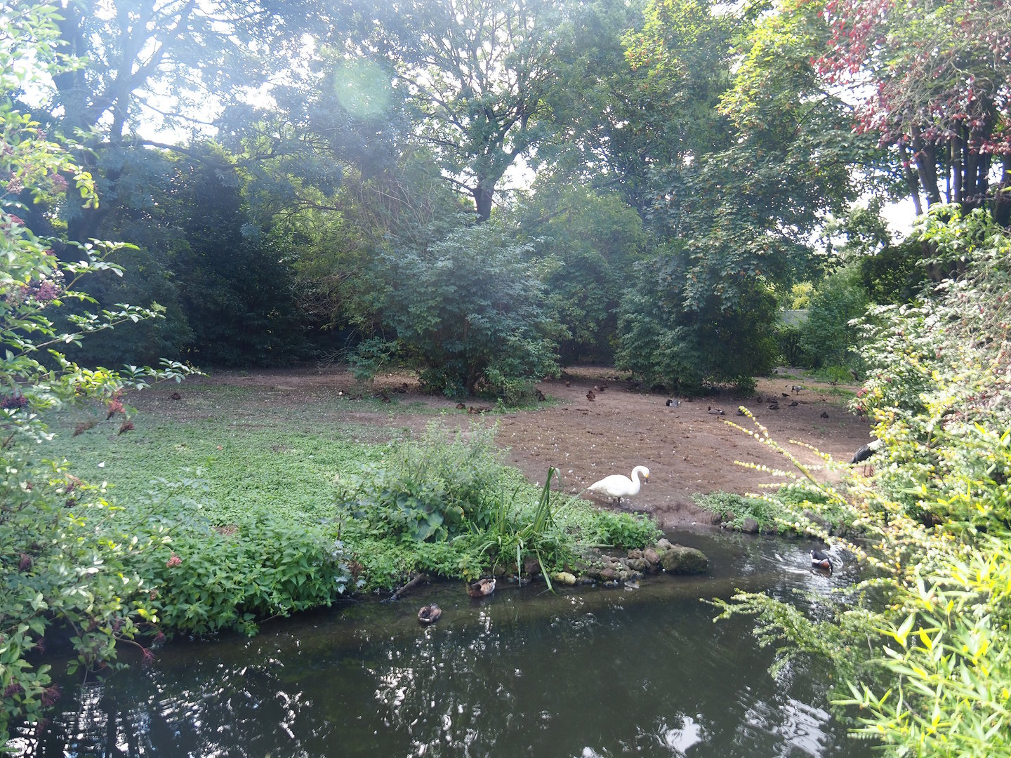 Saddle-billed stork and Bewick's swan exhibit, 2022-08-28