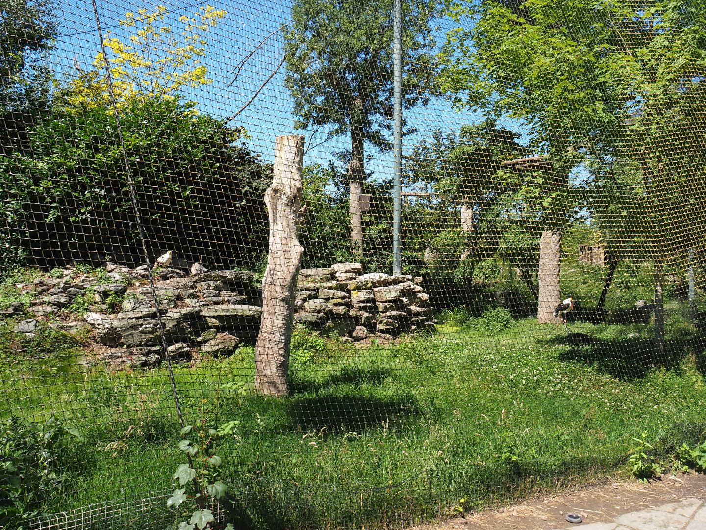 Saddle-billed stork and Egyptian vulture aviary, 2022-06-28