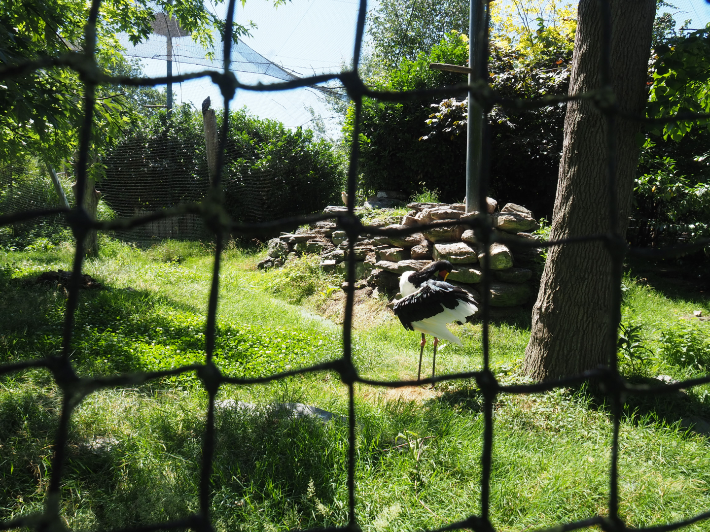 Saddle-billed stork and Egyptian vulture aviary, 2022-06-28