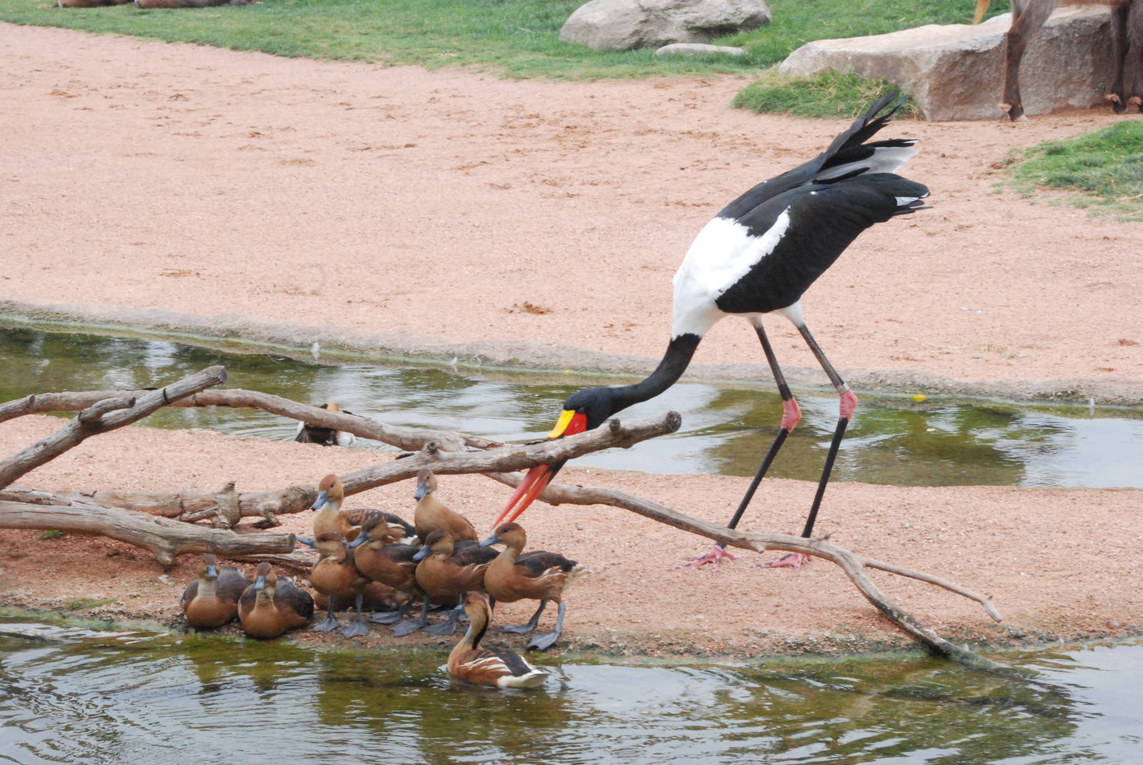 Saddle-billed Stork and Fulvous Whistling Ducks at Bioparc Valencia, 28/05/