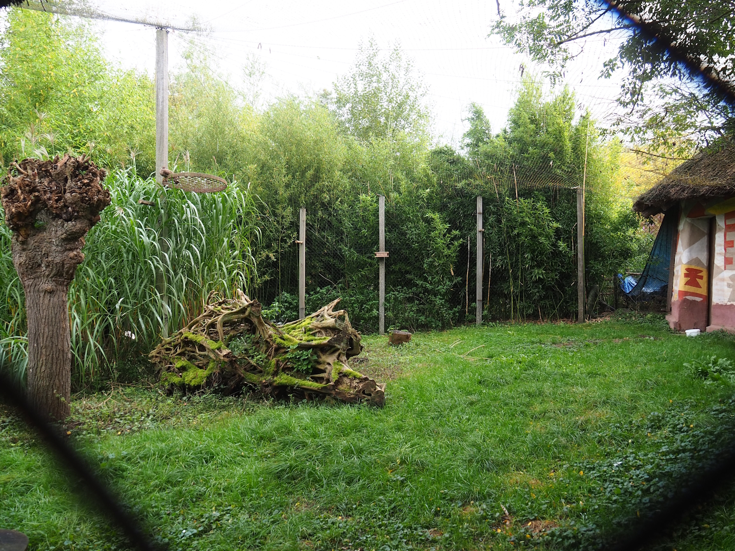 Saddle-billed stork and Hamerkop aviary, 2023-10-13