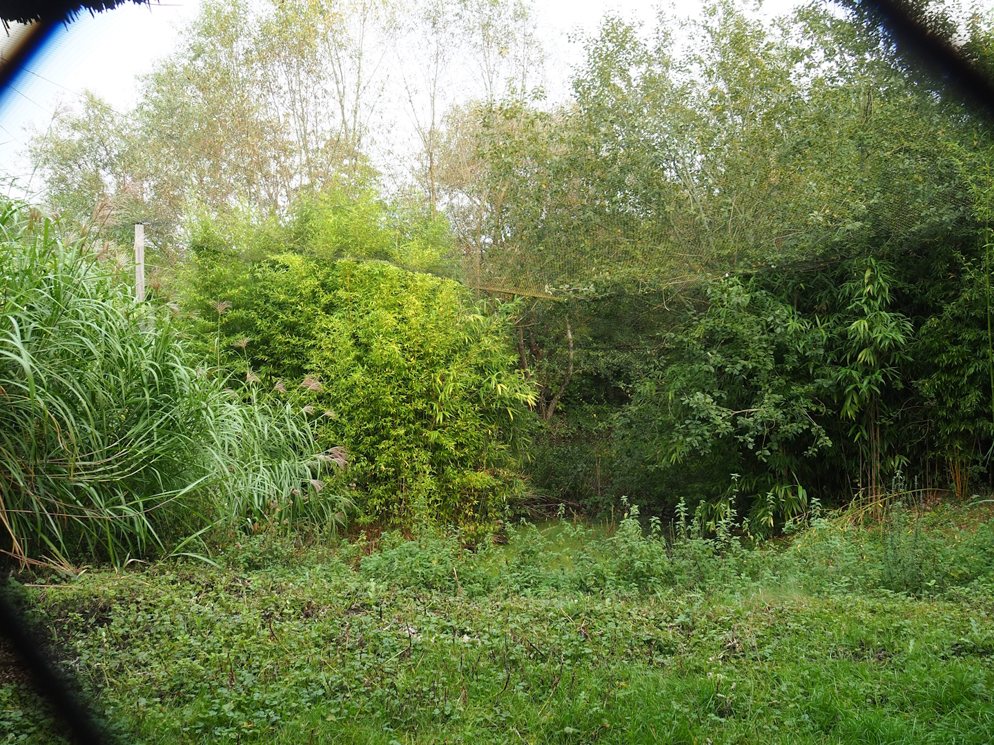 Saddle-billed stork and Hamerkop aviary, 2023-10-13