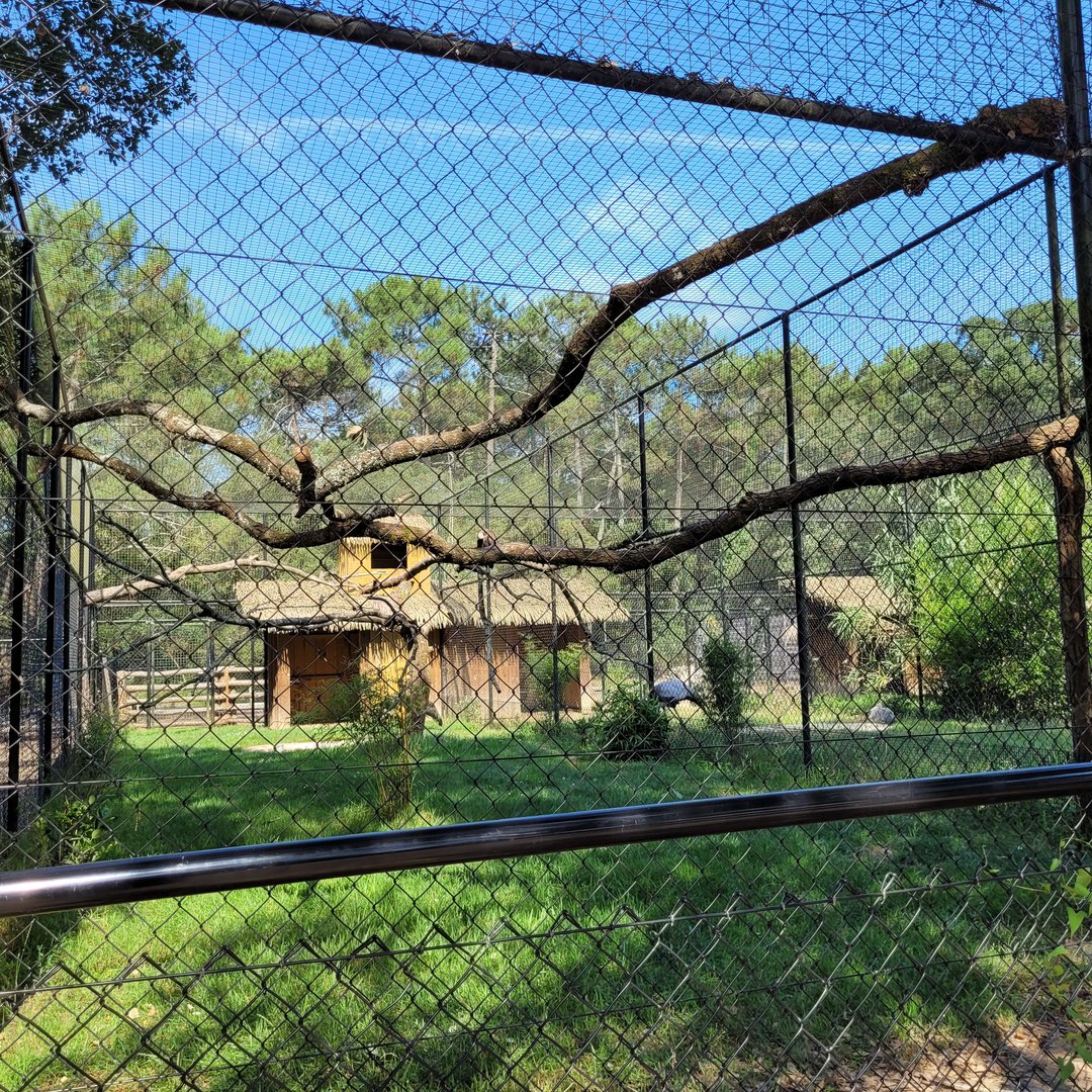 Saddle-billed stork and Hooded vulture exhibit -Zoo de Labenne (2023)