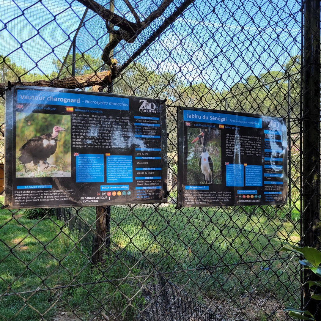Saddle-billed stork and Hooded vulture signae -Zoo de Labenne (2023)