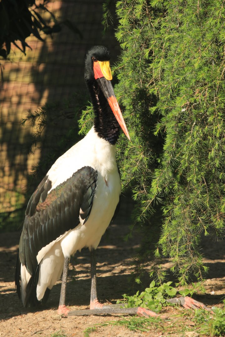 Saddle-billed Stork (April 2019)