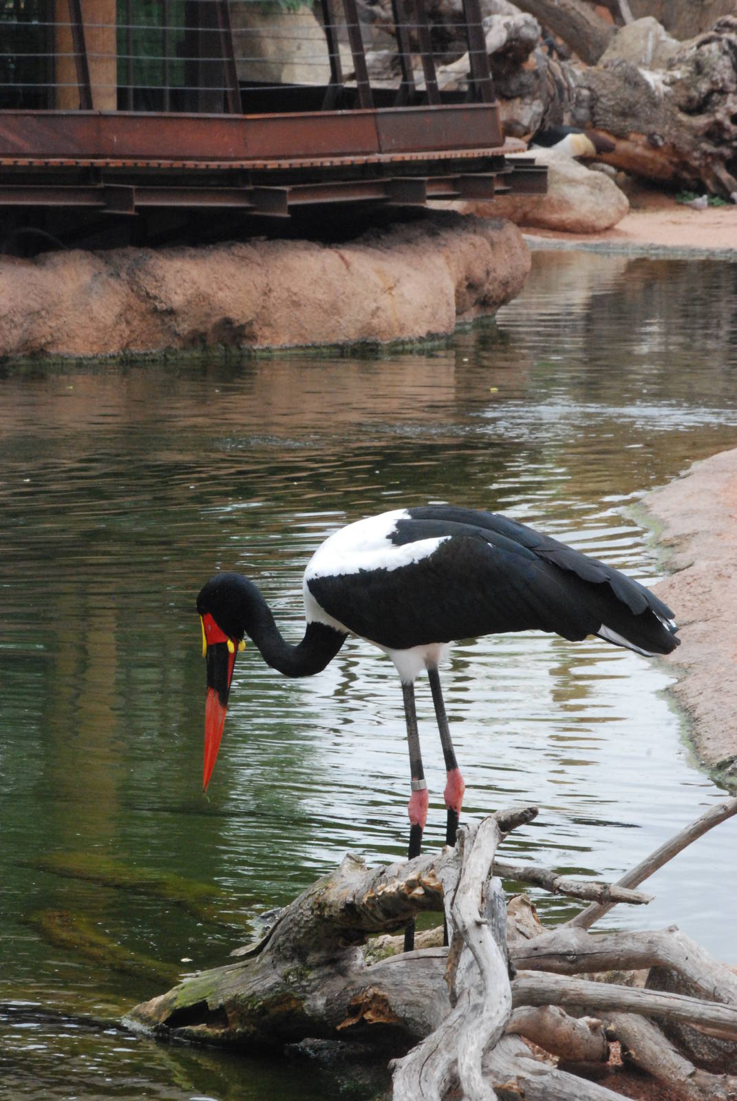 Saddle-billed Stork at Bioparc Valencia, 28/05/11
