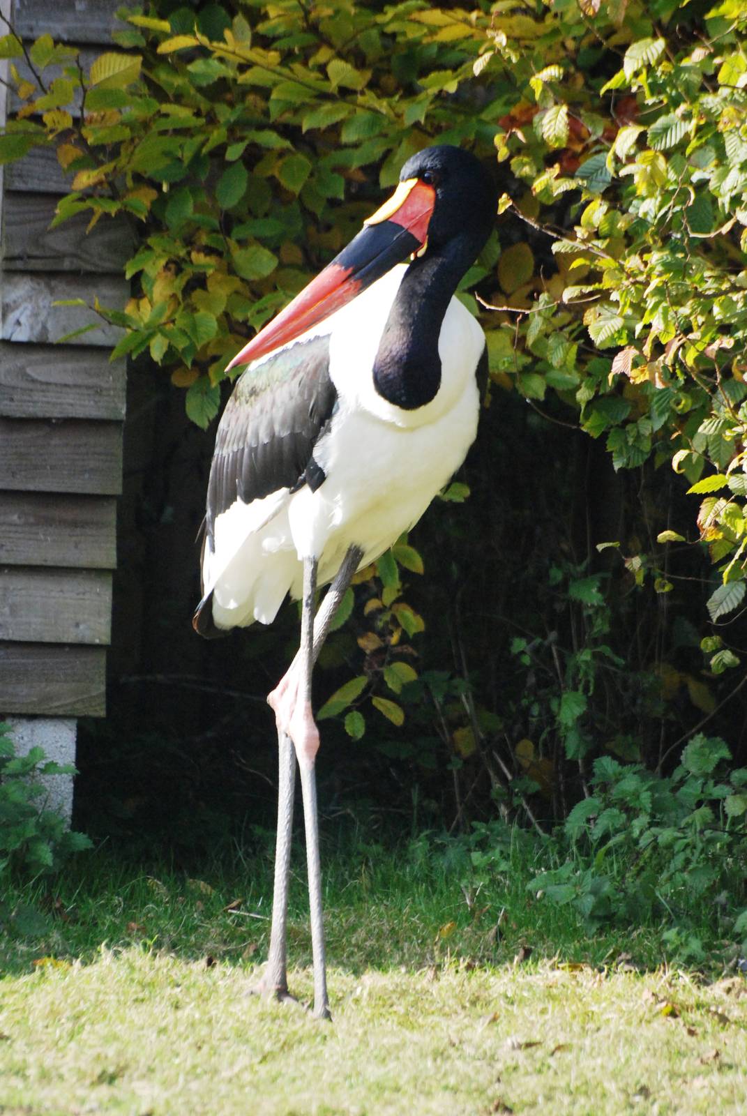 Saddle-billed Stork at Blackbrook, 21/10/12
