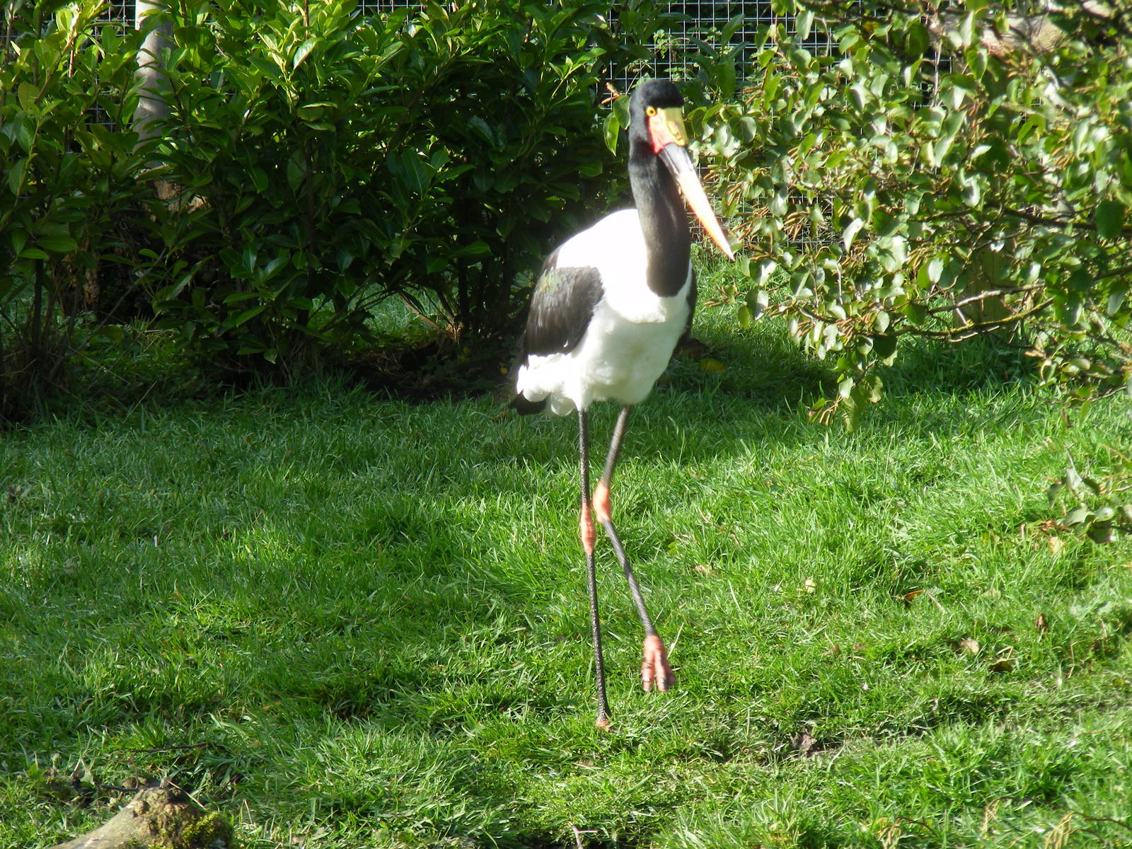 Saddle-billed stork at Blackbrook Zoo, 13 November 2010