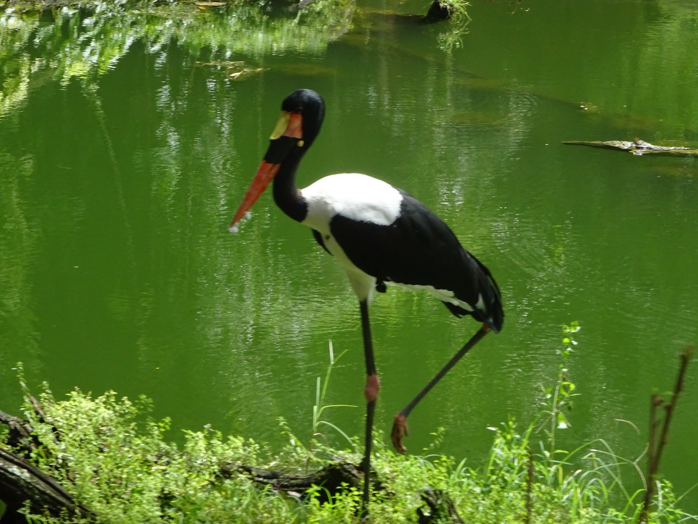 Saddle-billed Stork at Disney's Animal Kingdom (2014)