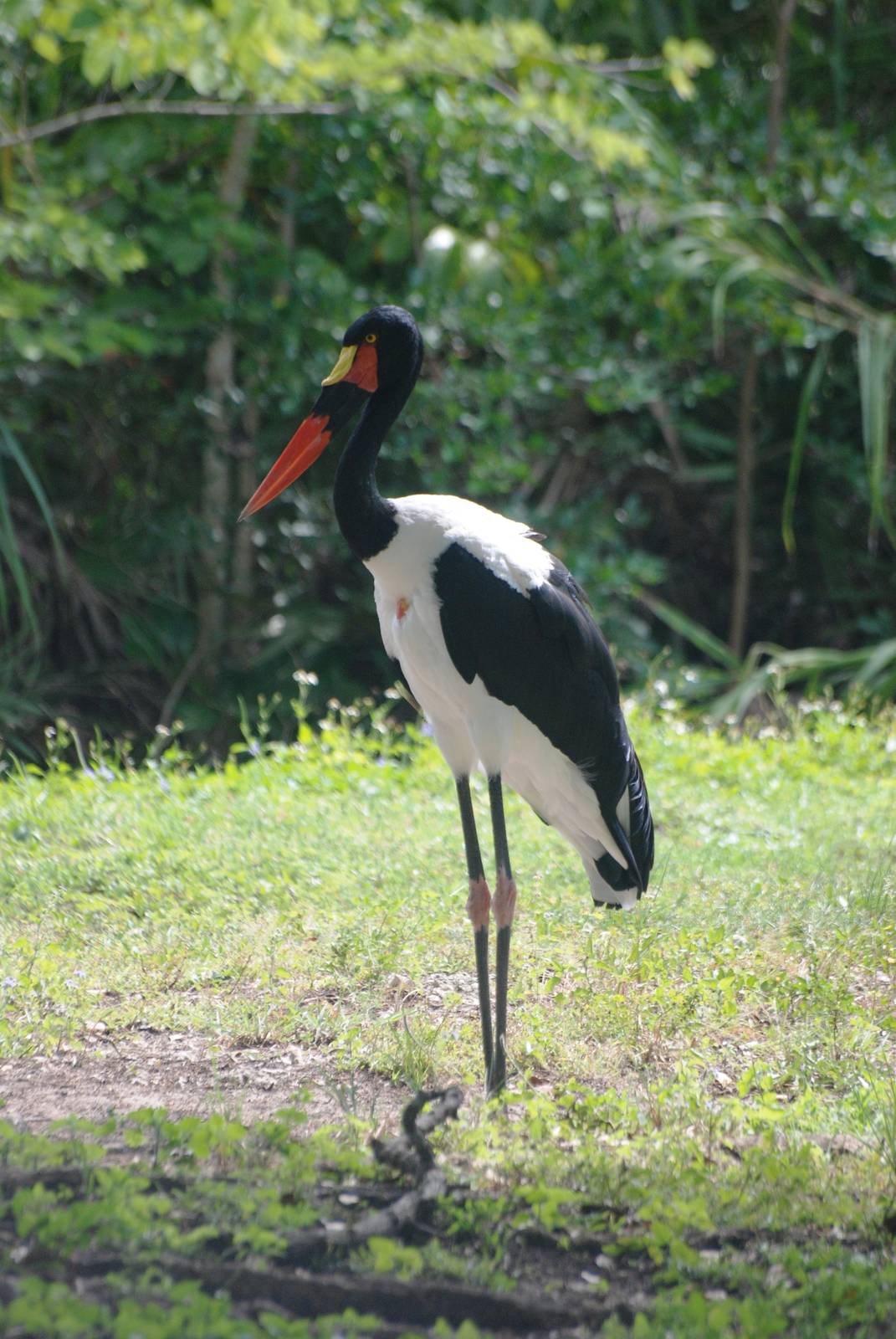 Saddle-billed Stork at Miami, 12/10/13