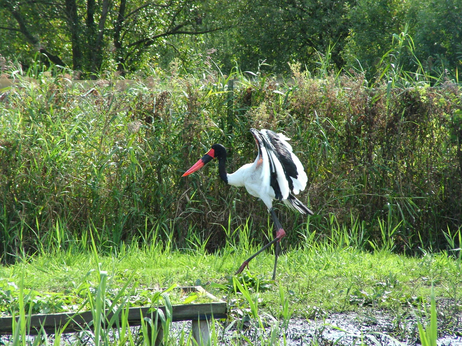 Saddle-billed Stork at Niendorf 05/09/07