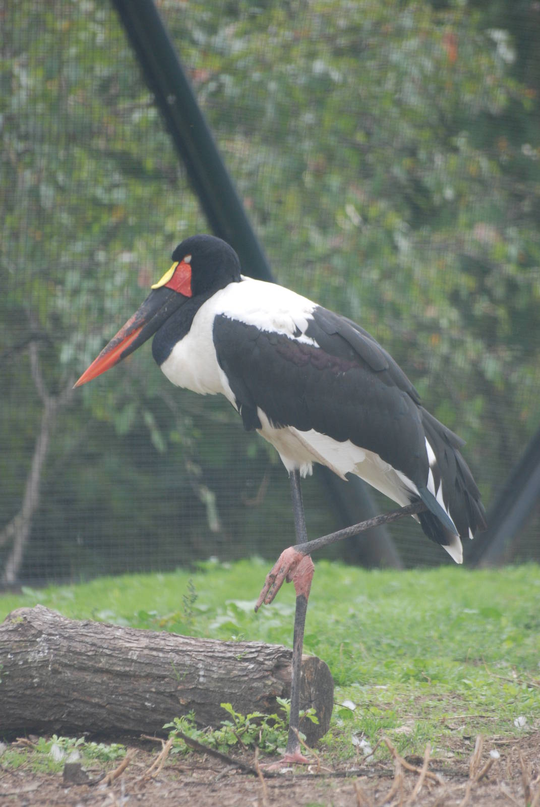 Saddle-billed Stork at Tierpark Berlin, 30/08/11