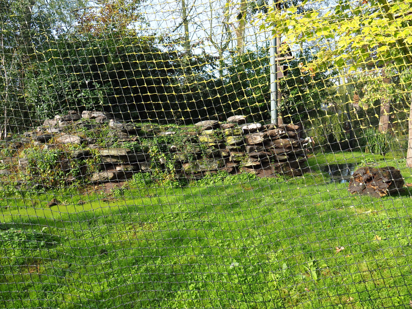 Saddle-billed stork aviary, 2019-10-04