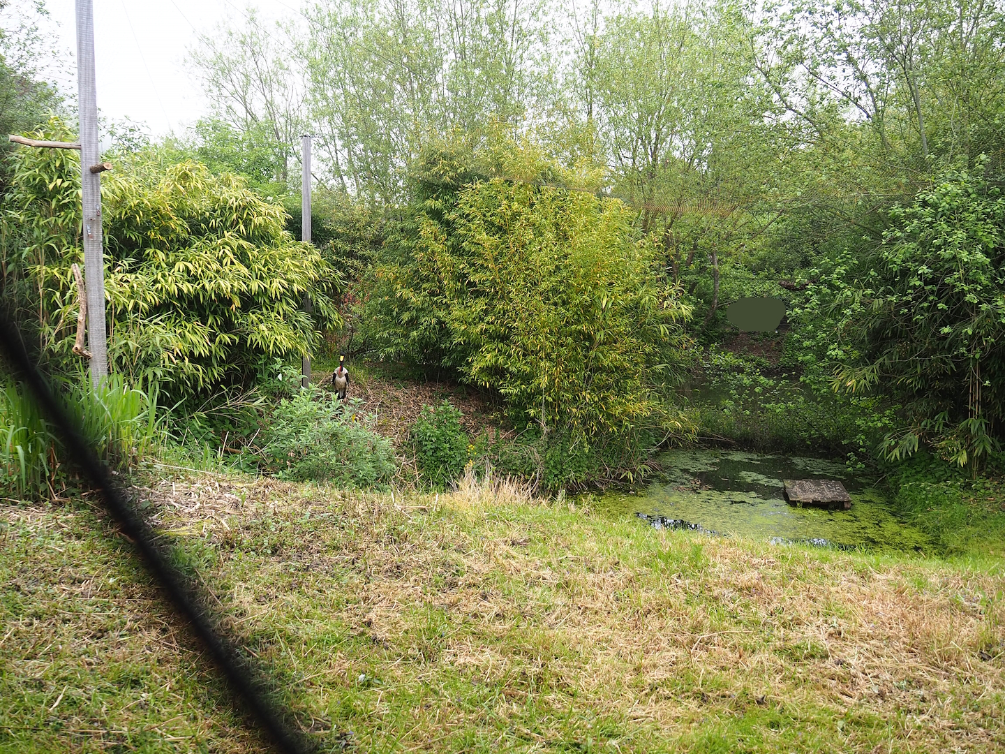 Saddle-billed stork aviary, 2023-05-15