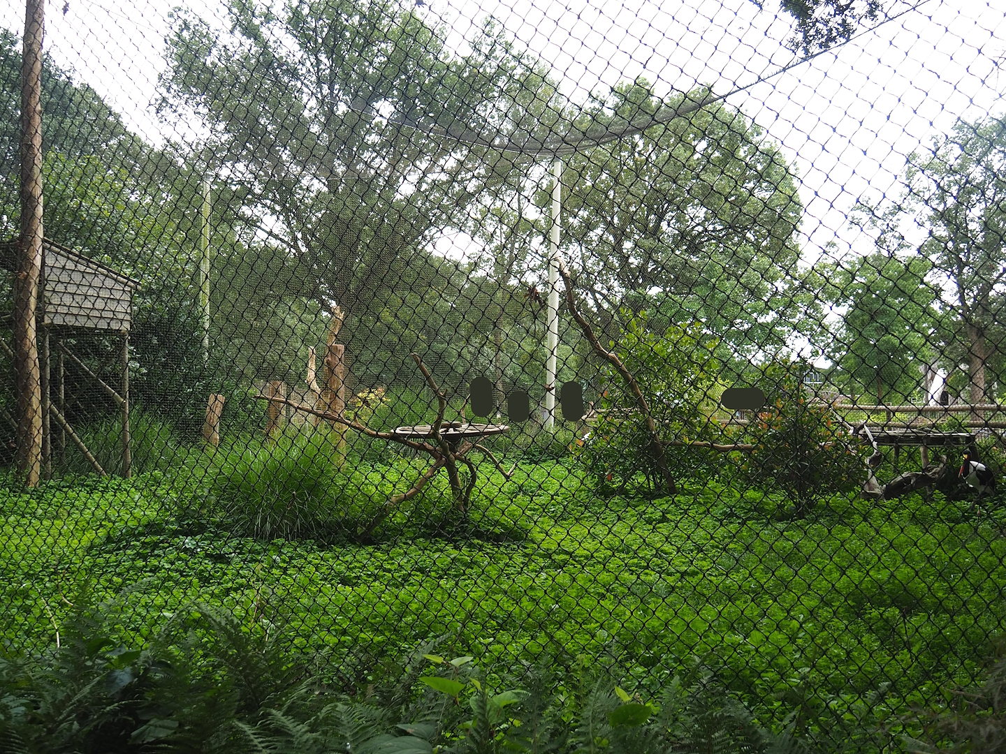 Saddle-billed stork aviary, 2023-08-17