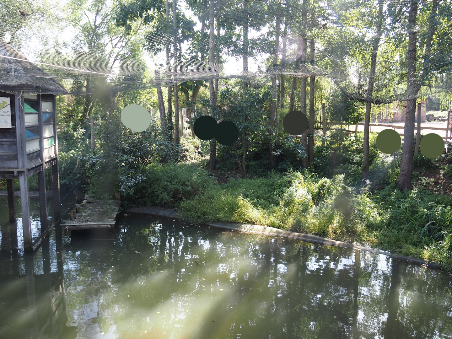 Saddle-billed stork aviary next to the African stilt village, 2024-09-17