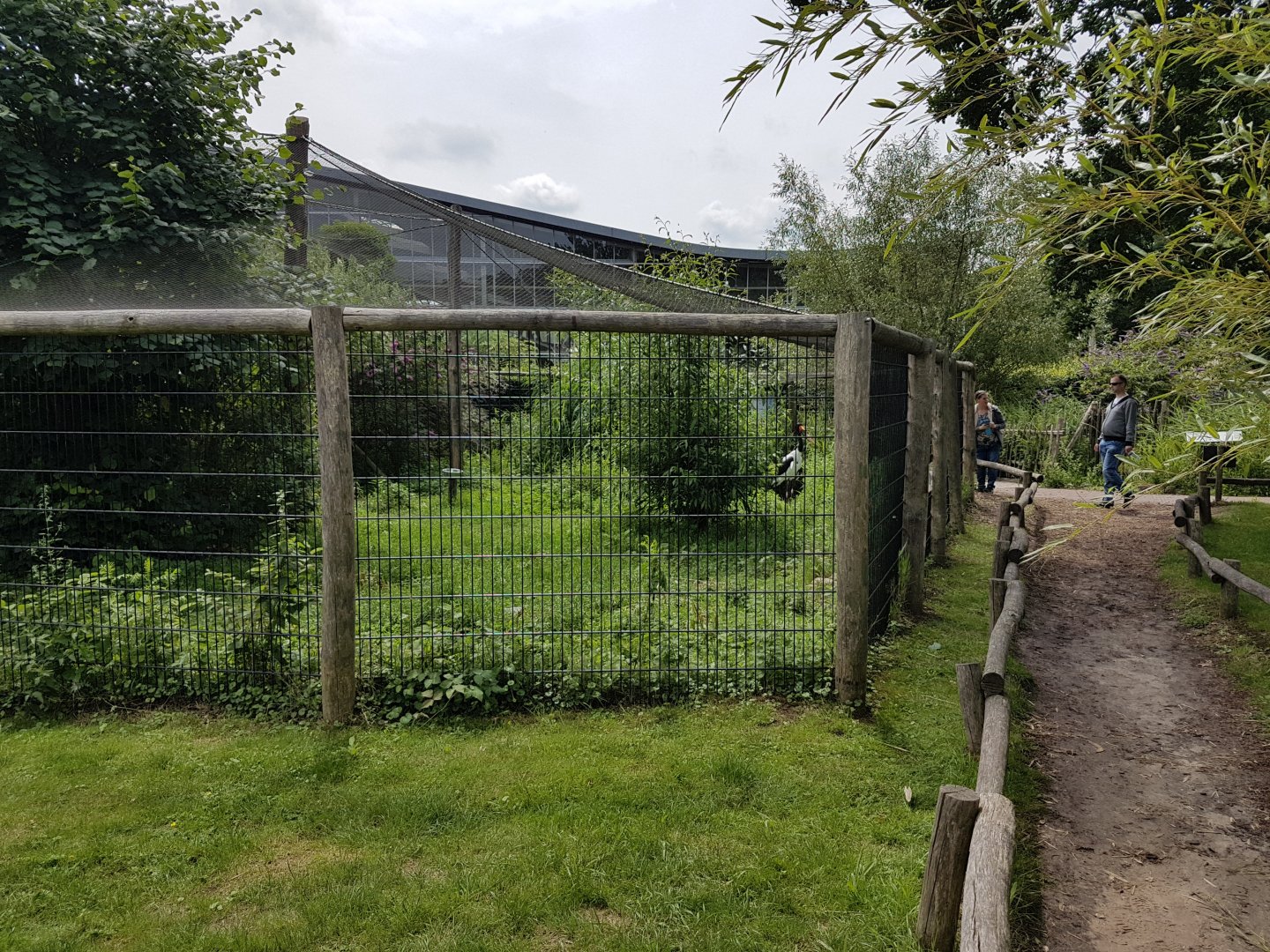 Saddle-billed stork-aviary
