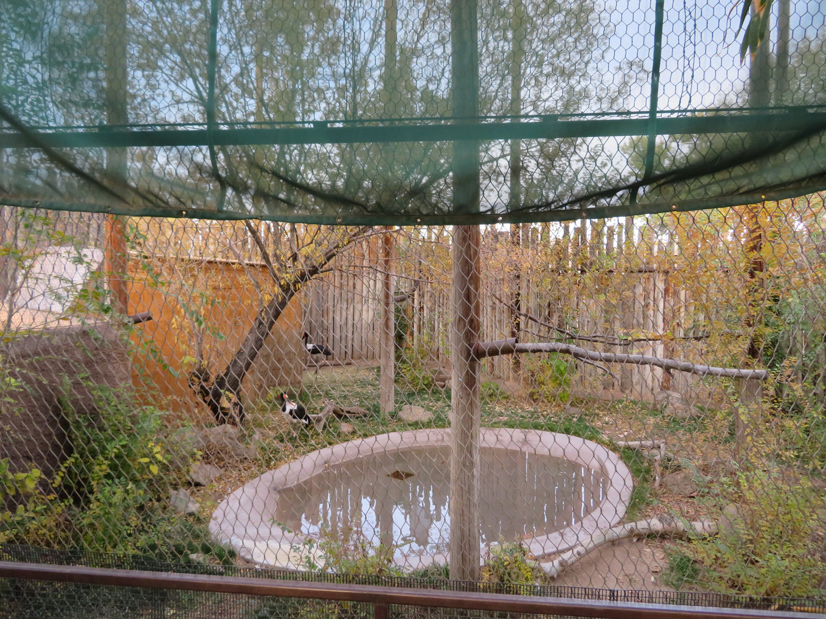 Saddle-billed Stork Aviary