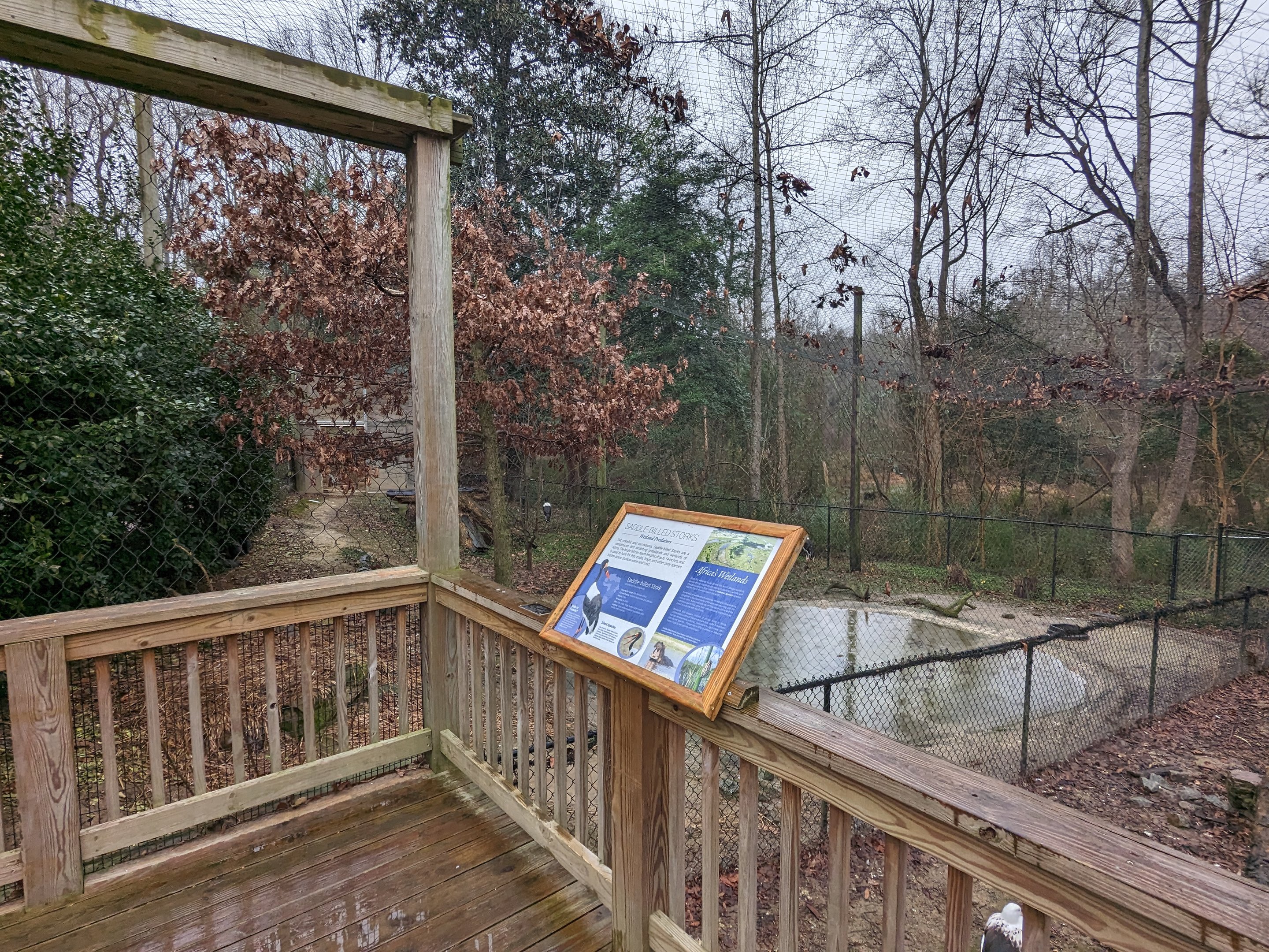 Saddle-billed Stork Aviary