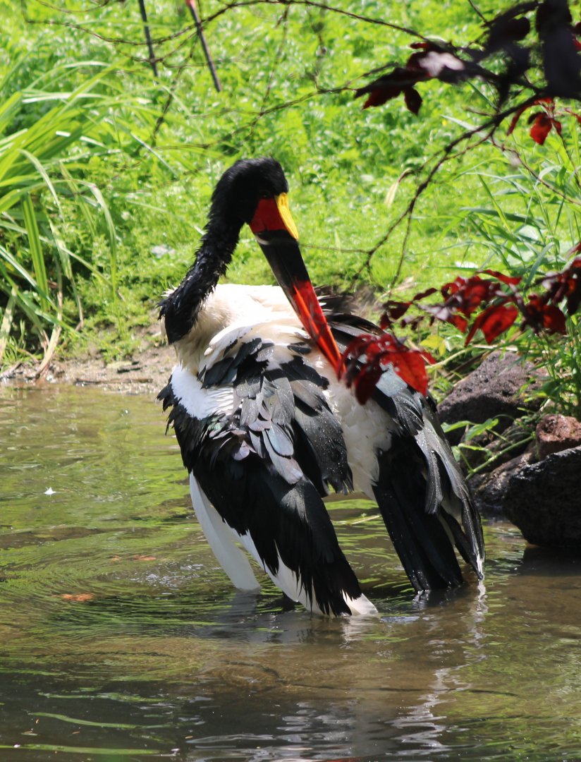 Saddle-billed stork bathing