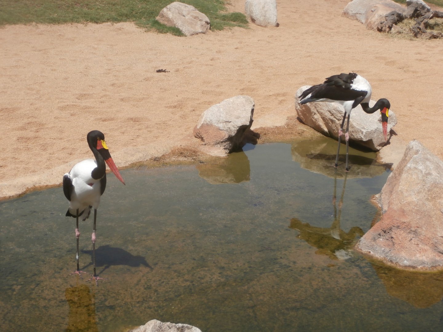 Saddle billed stork -Bioparc Valencia (Summer 2017)
