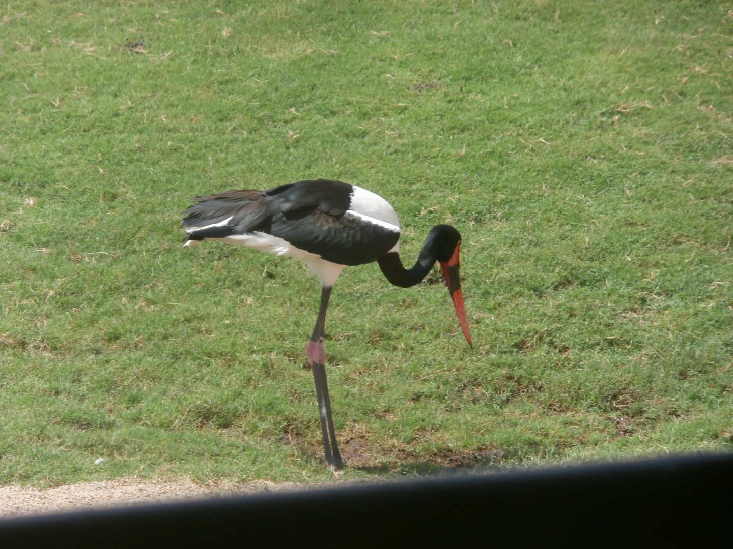 Saddle billed stork -Bioparc Valencia (Summer 2017)