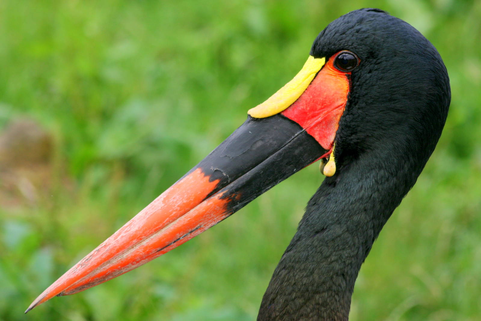 Saddle-billed stork; Blackbrook; 31st July 2011