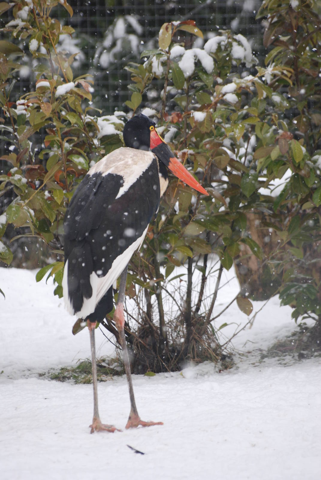 Saddle-billed Stork, Blackbrook in the Snow (again!) 27/12/10