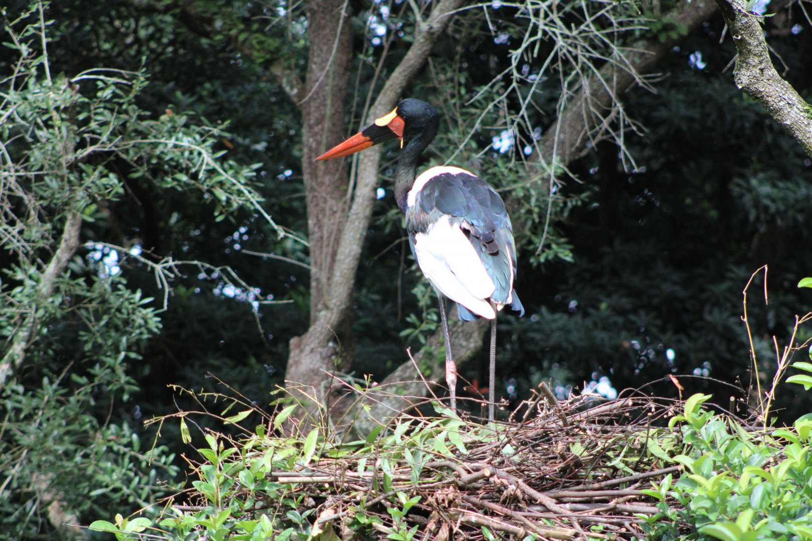 Saddle-Billed Stork (E. senegalensis)