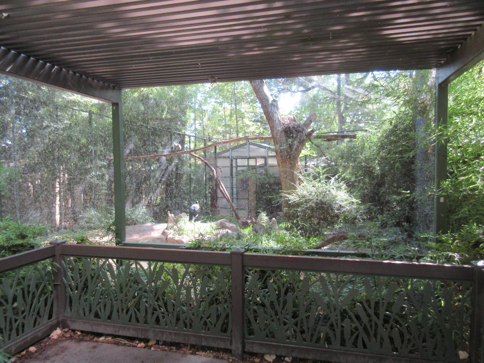 Saddle-Billed Stork/Egyptian Vulture/African White-Backed Vulture Exhibit
