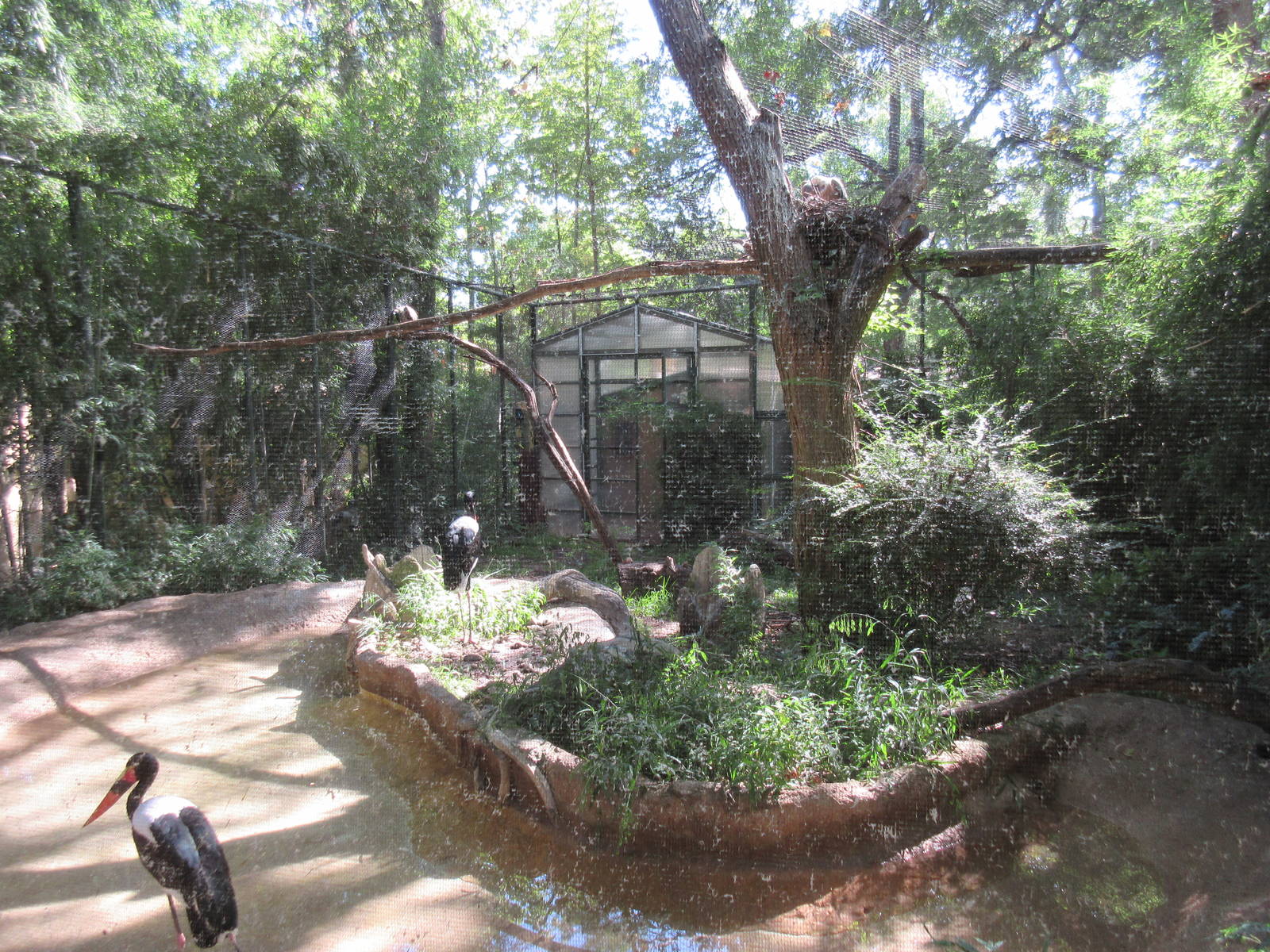 Saddle-Billed Stork/Egyptian Vulture/African White-Backed Vulture Exhibit