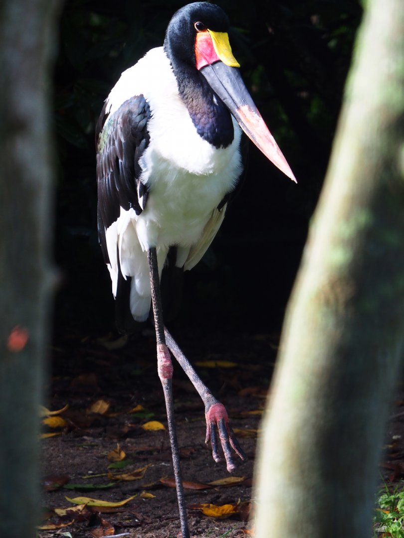 Saddle-billed stork (Ephippiorhynchus senegalensis), 2019-10-04