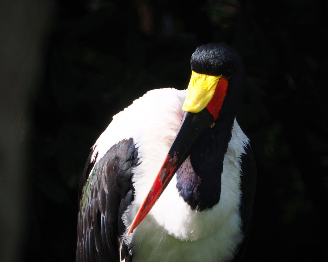 Saddle-billed stork (Ephippiorhynchus senegalensis), 2019-10-04