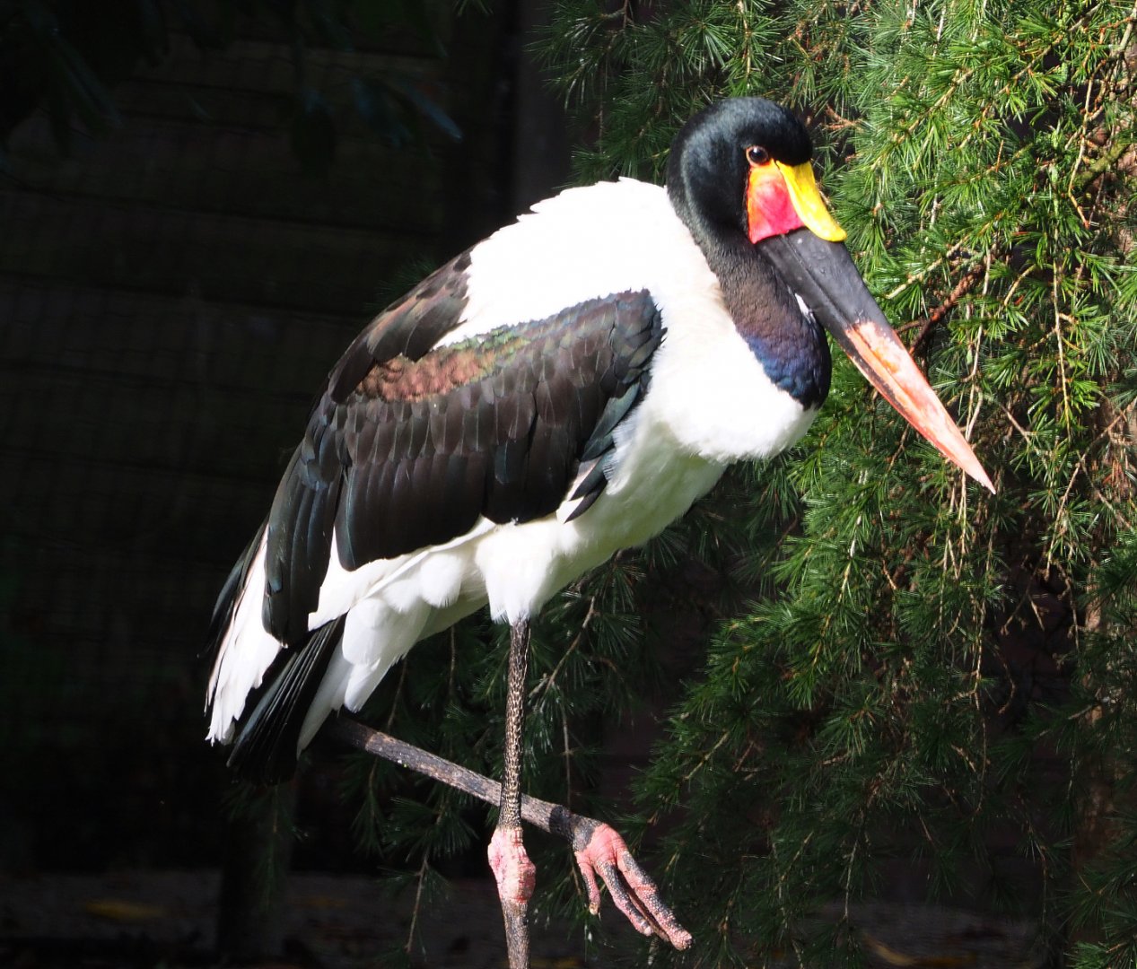 Saddle-billed stork (Ephippiorhynchus senegalensis), 2019-10-04