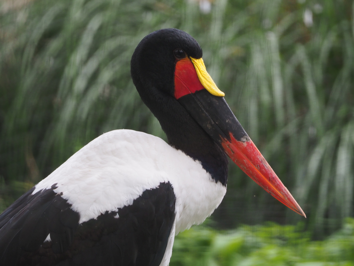 Saddle-billed stork (Ephippiorhynchus senegalensis), 2020-09-02