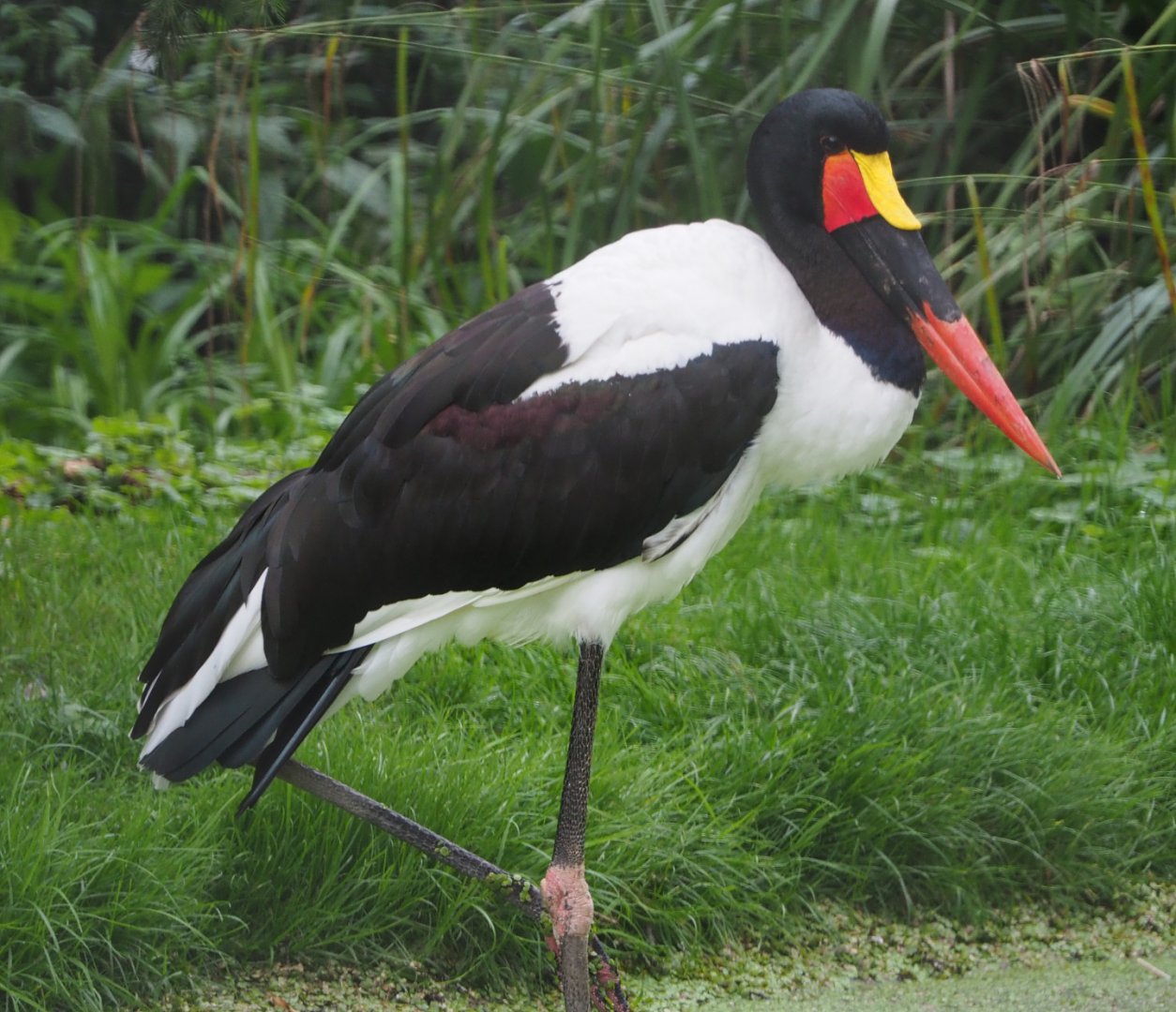Saddle-billed stork (Ephippiorhynchus senegalensis), 2020-09-03