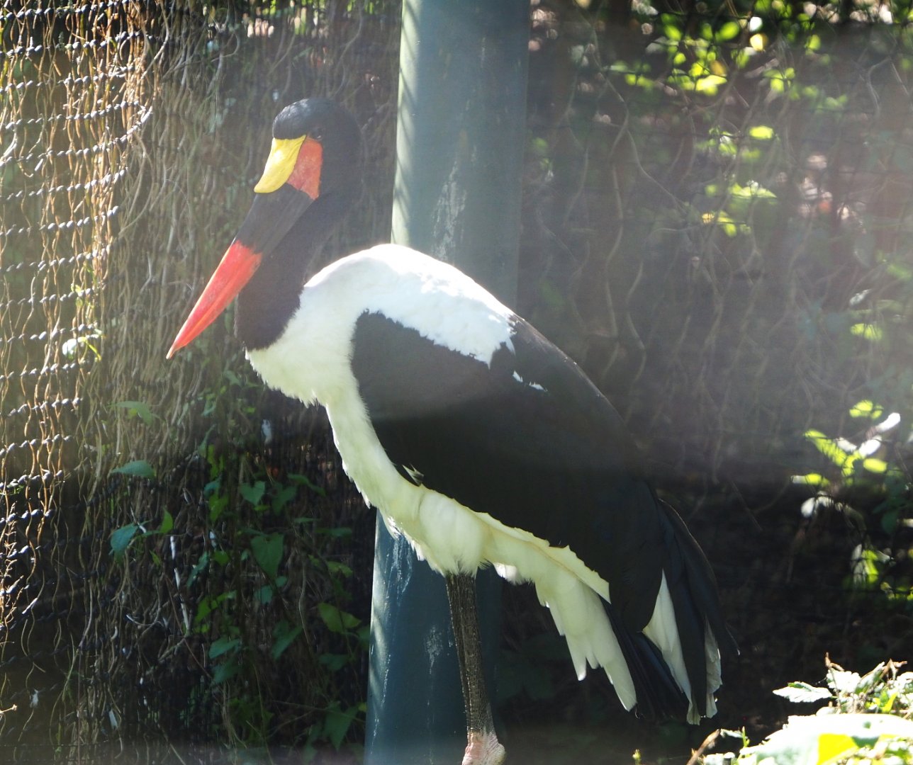 Saddle-billed stork (Ephippiorhynchus senegalensis), 2021-09-03