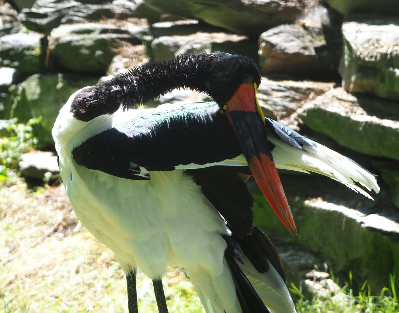 Saddle-billed stork (Ephippiorhynchus senegalensis), 2022-06-28