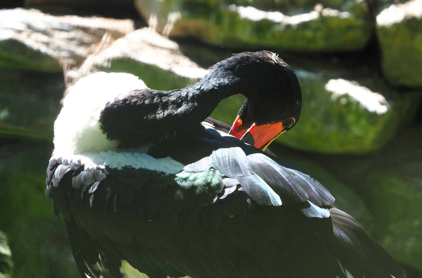 Saddle-billed stork (Ephippiorhynchus senegalensis), 2022-06-28