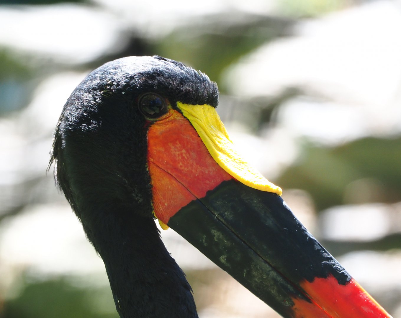 Saddle-billed stork (Ephippiorhynchus senegalensis), 2022-06-28
