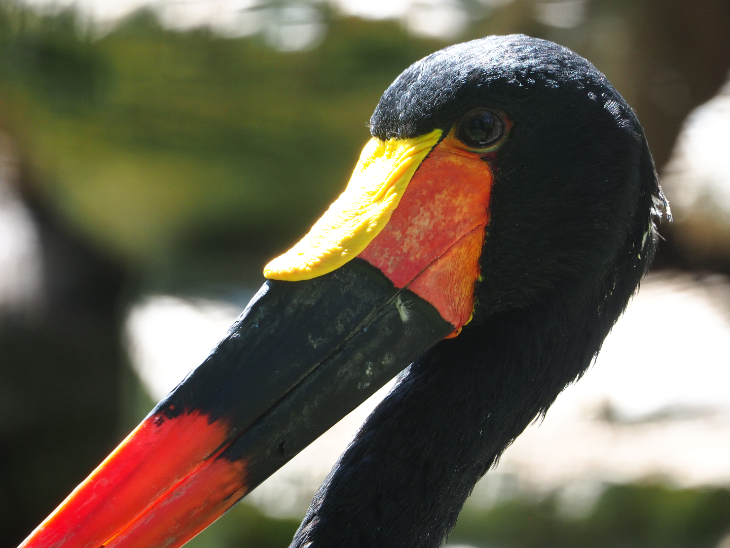 Saddle-billed stork (Ephippiorhynchus senegalensis), 2022-06-28