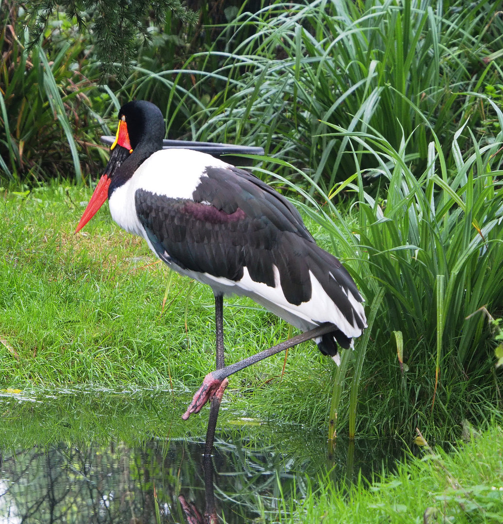 Saddle-billed stork (Ephippiorhynchus senegalensis), 2022-09-14
