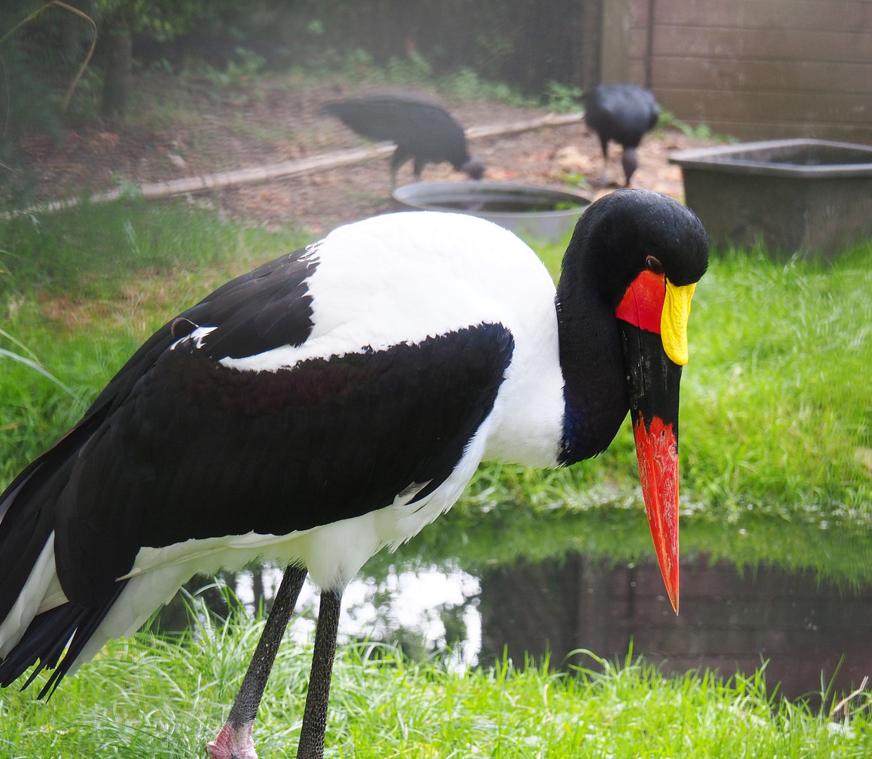 Saddle-billed stork (Ephippiorhynchus senegalensis), 2022-09-15
