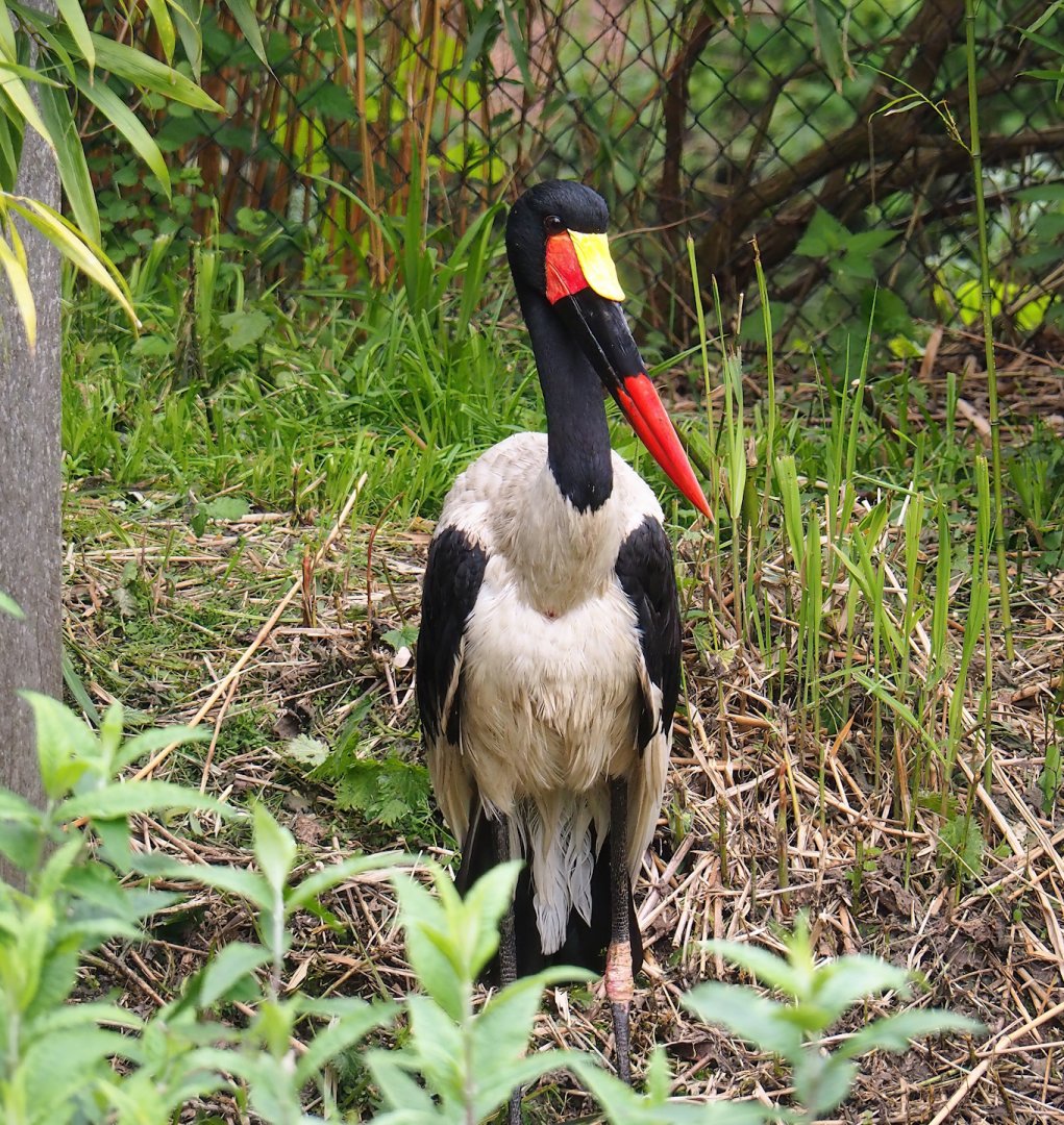 Saddle-billed stork (Ephippiorhynchus senegalensis), 2023-05-15