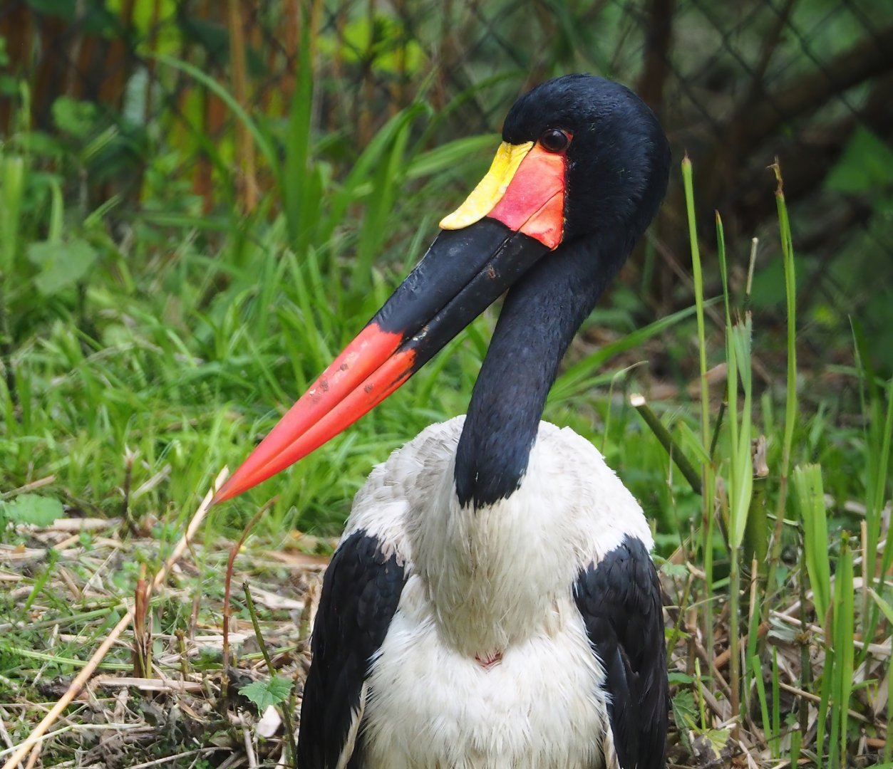 Saddle-billed stork (Ephippiorhynchus senegalensis), 2023-05-15