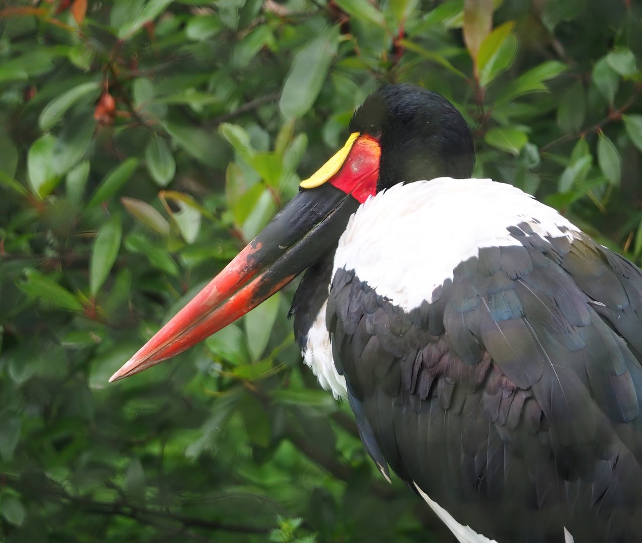 Saddle-billed stork (Ephippiorhynchus senegalensis), 2023-08-17