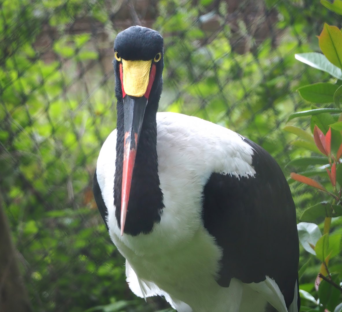 Saddle-billed stork (Ephippiorhynchus senegalensis), 2023-08-17
