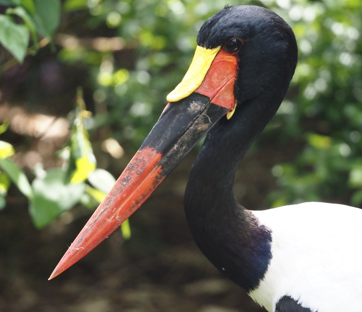 Saddle-billed stork (Ephippiorhynchus senegalensis), 2024-05-21