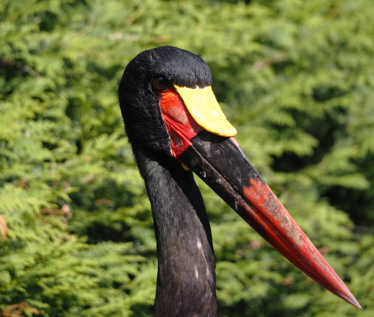 Saddle-billed stork (Ephippiorhynchus senegalensis), 2024-05-23